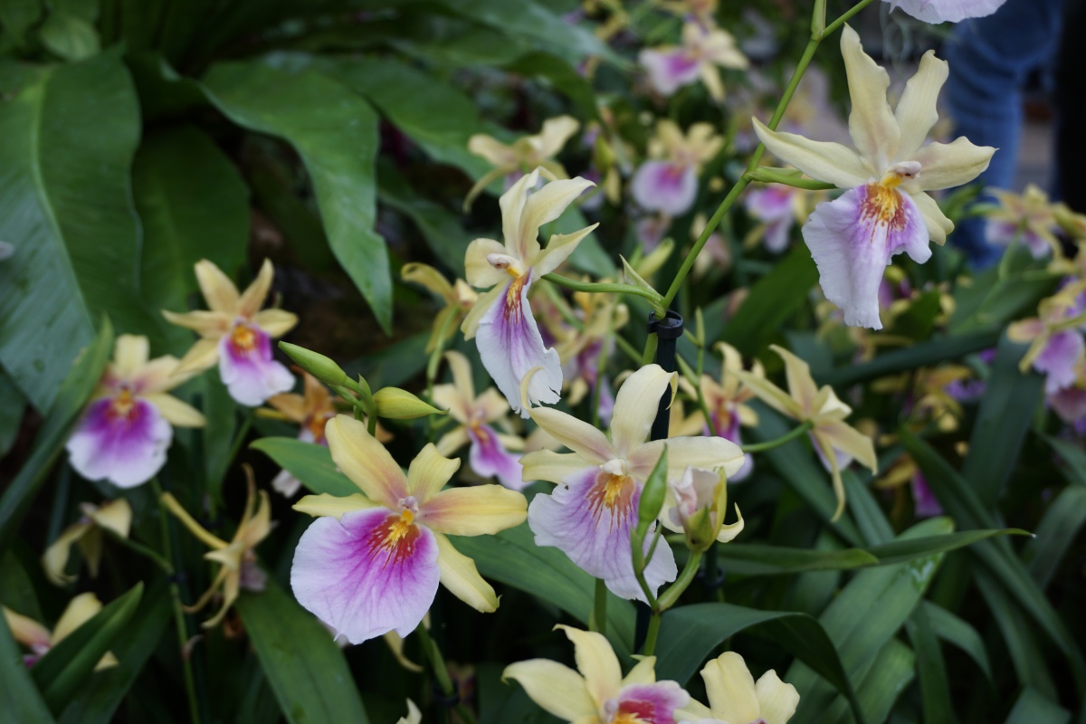 Royal Botanic Garden, Kew Gardens, London, Orchids Festival